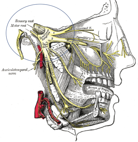 Fig. 1. The trigeminovascular system may be a prominent component in the circuitry of migraine.  Image: Grey’s Anatomy Public Domain