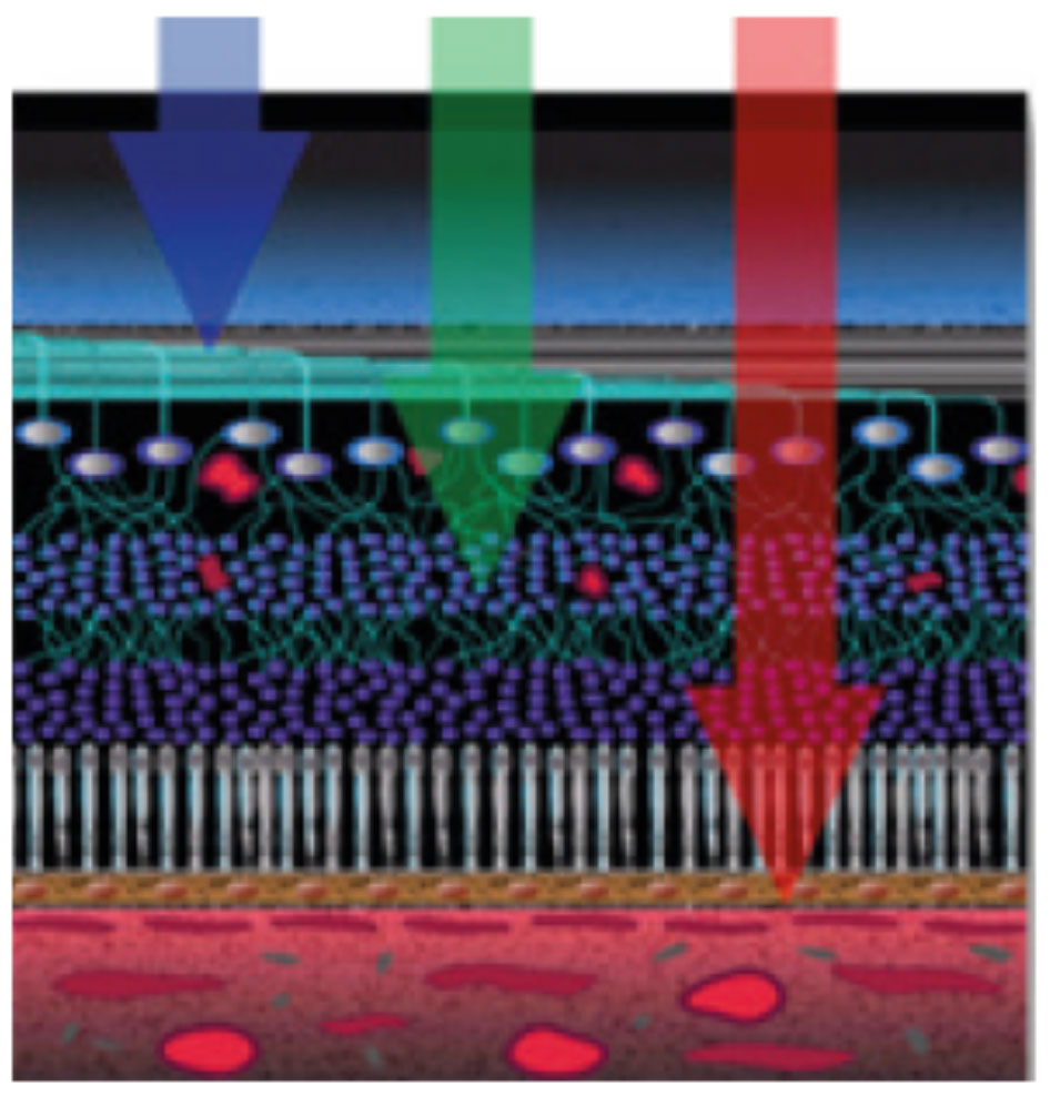 Fig. 9. Multicolor images help visualize separate layers of the retina by using different wavelengths.