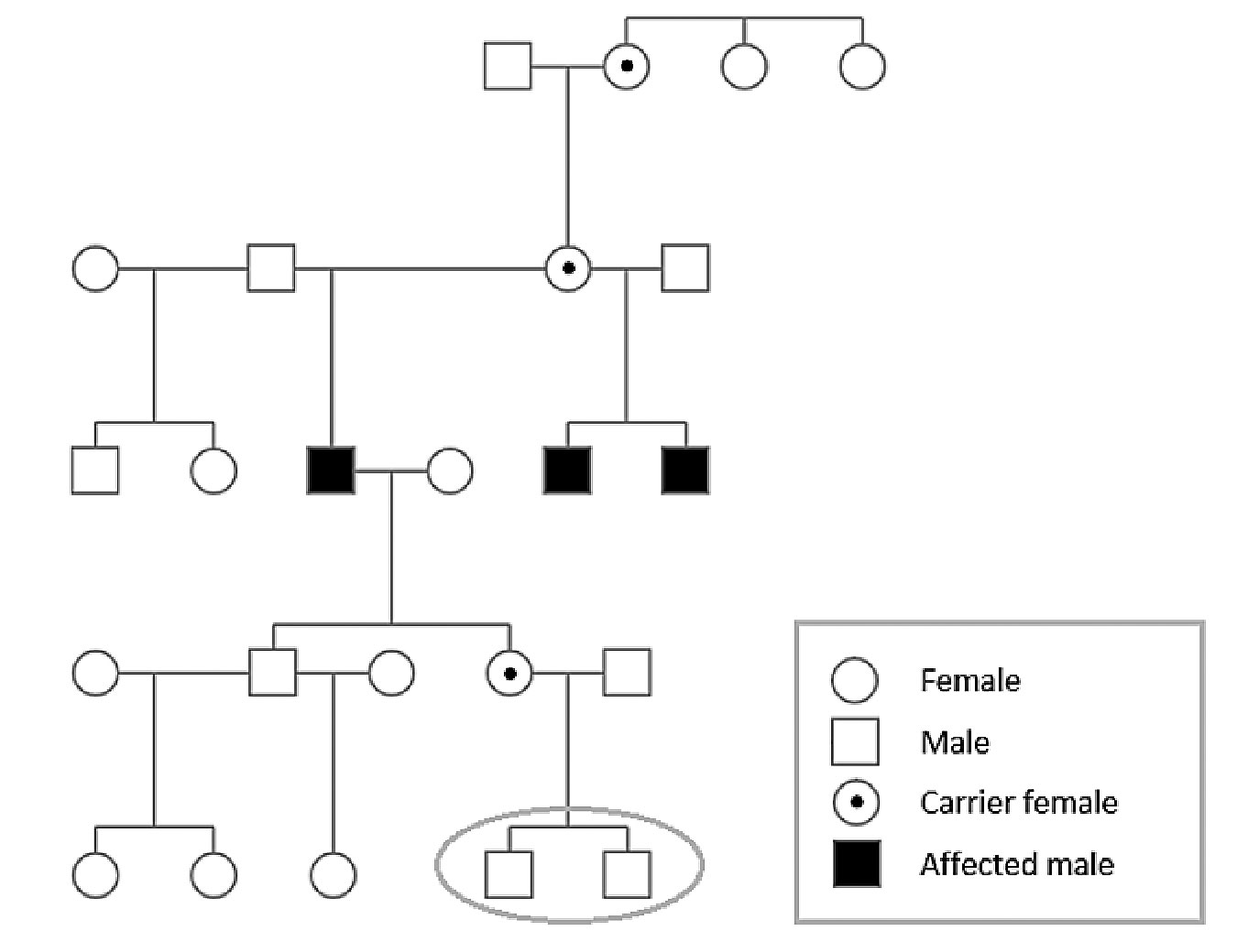 Family pedigree of three brothers diagnosed with choroideremia confirmed with genetic testing. Applying the X-linked recessive inheritance pattern indicates that a daughter of one patient is a carrier for choroideremia; her two young sons each have a 50% probability of having inherited choroideremia.