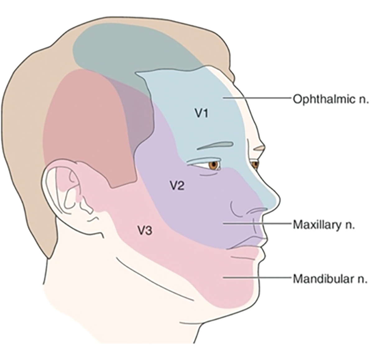 Fig. 2. Mapping of the course of the ophthalmic division of the trigeminal nerve, according to the neuro-ophthalmologist.