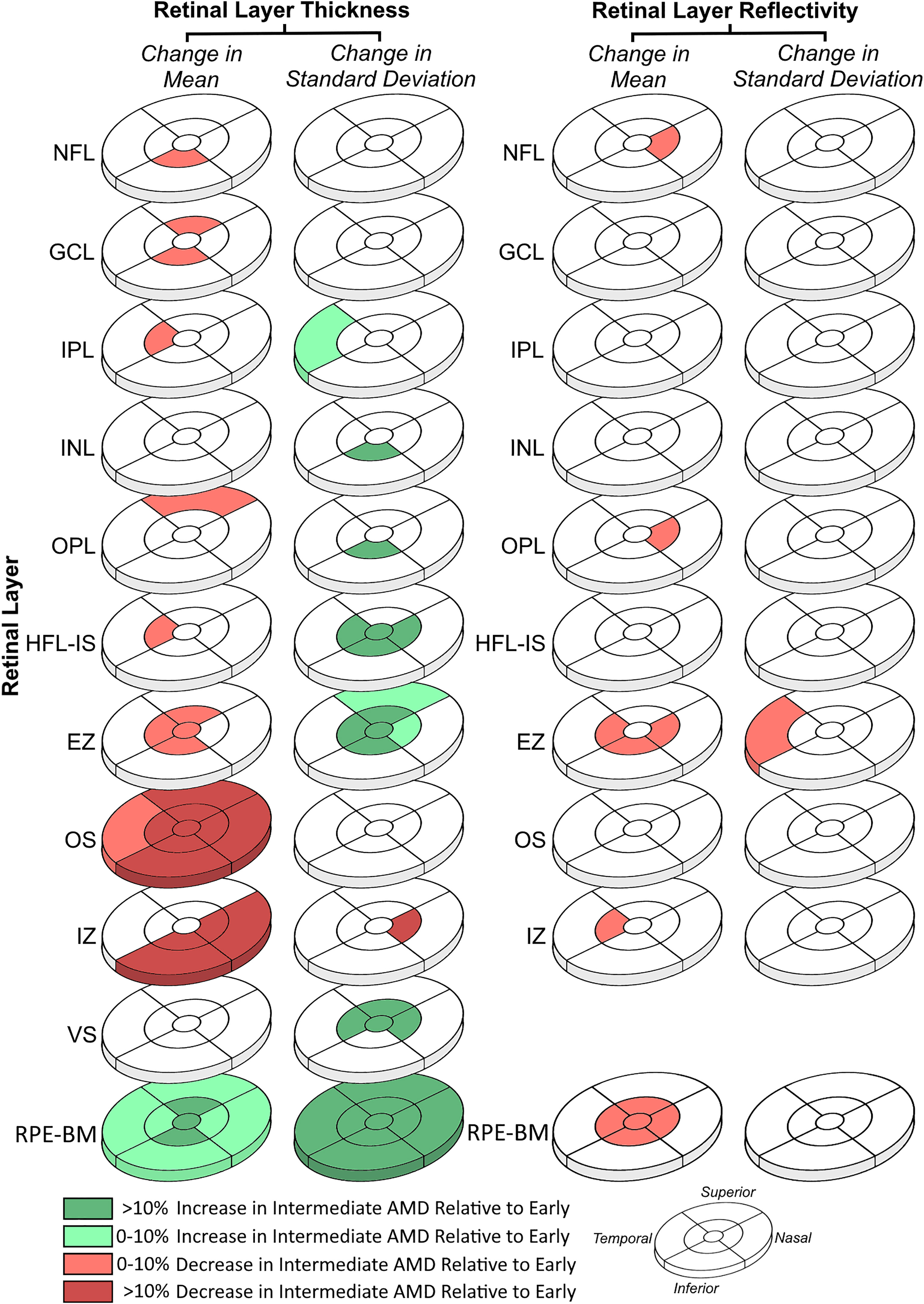 This graphic from the study nicely encapsulates the key findings. Throughout the progression from early to intermediate AMD, researchers observed notable thinning of photoreceptor outer segments thinned notably; within the ellipsoid zone, both the fovea and parafovea showed thinning with a corresponding increase in thickness variability and decrease in parafoveal reflectivity.